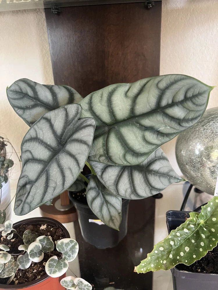 Alocasia Silver Dragon plant with large silver-green veined leaves in dark pot