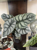 Alocasia Silver Dragon, 6Ó Large Vase Included, Indoor Ir Outdoor Low Maint. Orchids