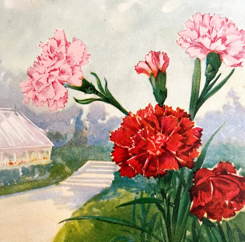 Carnation flower lithograph print with pink and red blooms and green stems