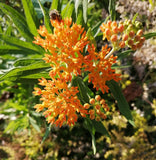 Butterfly Weed 50 Flower Seeds Asclepias tuberosa Orange Milkweed Monarch Larvae Garden Plants