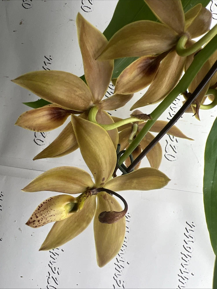 Copper-toned orchid flower stem with green and tan blooms
