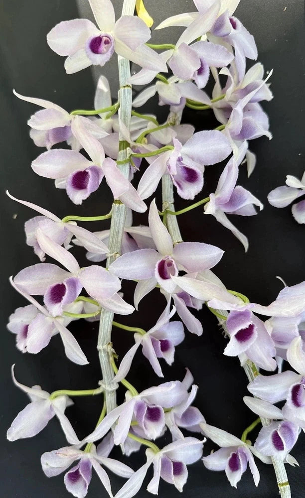 Orchid plant with light lavender and white flowers, purple centers on green stems