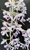 Dendrobium Anosmums Nestor . ÒBlue AngelÓ. BS.  Anosmum Orchid Plant. Orchids