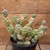 D1635 TEPHROCACTUS ARTICULATUS INERMIS pot16-H20-W22 cm MaMa Cactus Green Plant