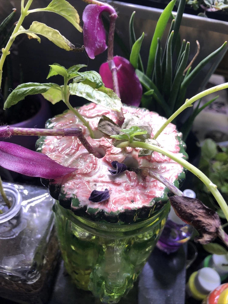 Plant cuttings in a glass jar with purple bulb-like shoots and green stems