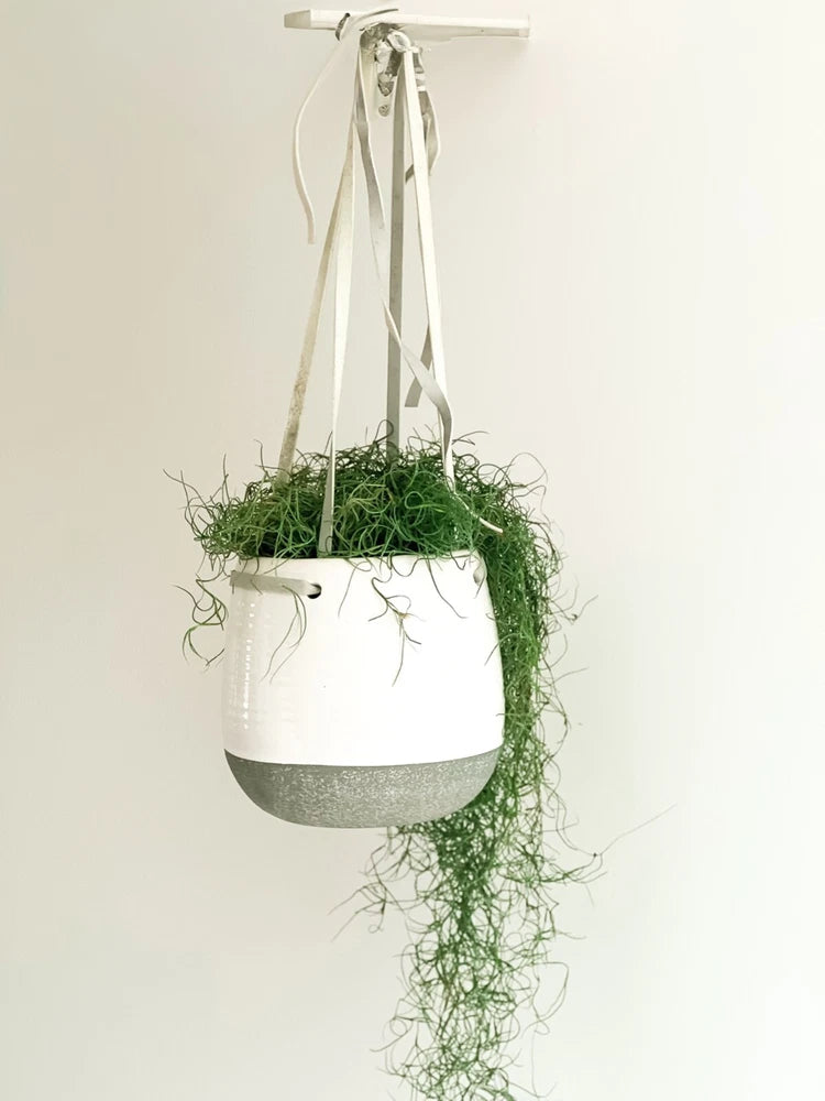 Hanging Spanish moss in a white planter with long green strands