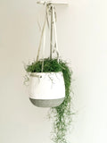 12 oz. Natural & Preserved Spanish Moss Ð Premium Quality, Vibrant & Versatile Green Plant