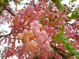 Cassia Grandis 25 Seeds, Tropical Coral Shower Flowering Tree WOW! Flowering Plants