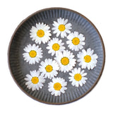 12Pcs White Daisy Pressed Flowers Real Natural Dried Flowers for DIY Resin Dried Flower