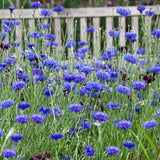 250+ BACHELOR BUTTON DWARF BLUE SEEDS CORNFLOWER FRESH FOR YOUR FLOWER GARDENS Garden Plants