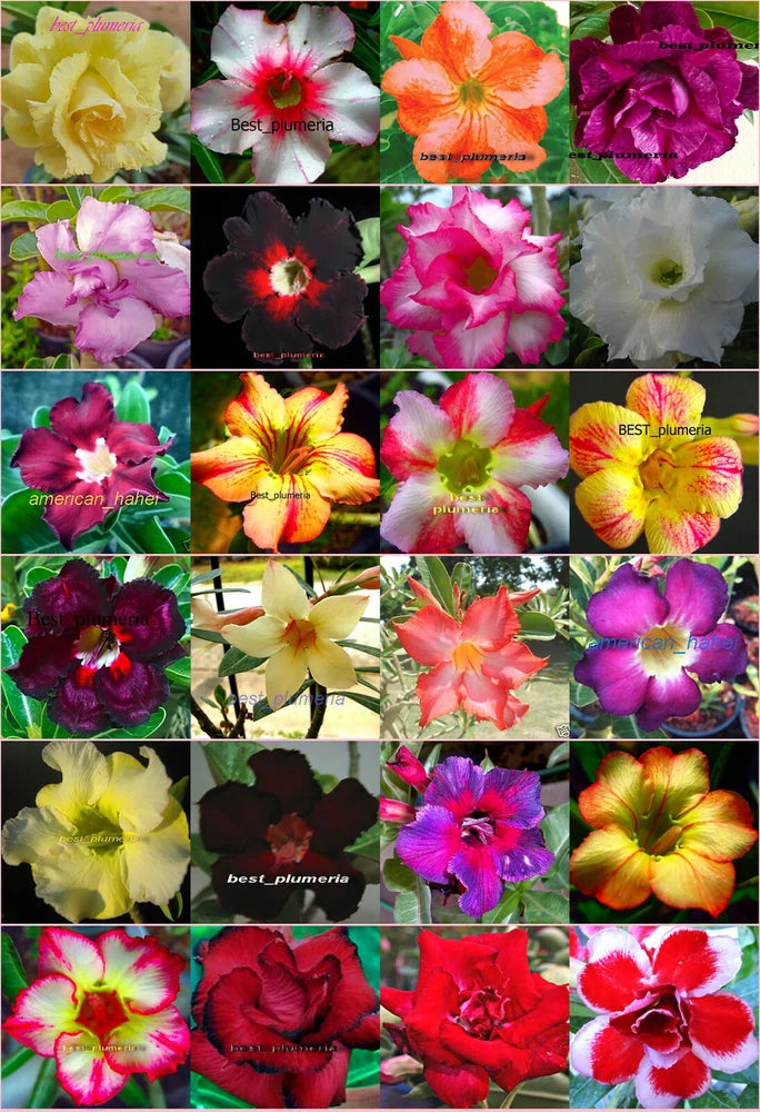 Adenium Obesum "identified by color"1,100 Seeds 24 Types! Flowering Plants