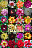Adenium Obesum 