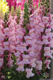 1000+ Potomac Lavender Snapdragon Seeds for Garden - USA - FREE SHIPPING! Garden Plants