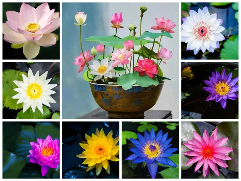 60 Pcs Mix Bonsai Bowl Lotus Seeds Water Lilys Flower Plant Lotus Seeds Lily