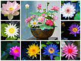 60 Pcs Mix Bonsai Bowl Lotus Seeds Water Lilys Flower Plant Lotus Seeds Lily