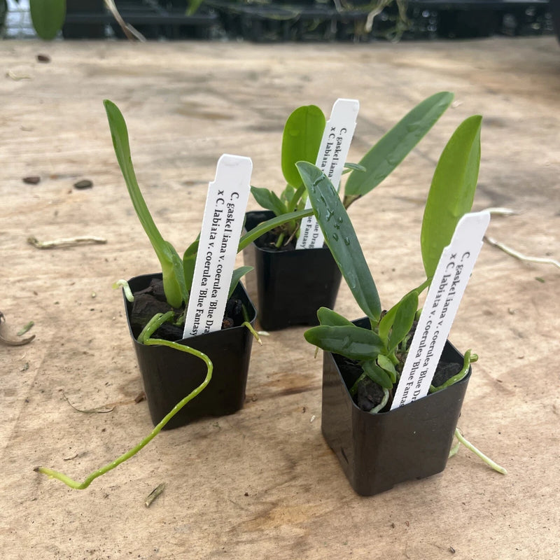 Cattleya Alcimeda orchid plants in black pots with green leaves and plant tags