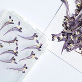 12PCS Real Pressed Dried mini Flower purple Flower Head for art craft FSS43 Dried Flower