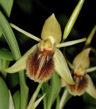 Yellow orchid with brown-red lip and drooping petals on green leaves
