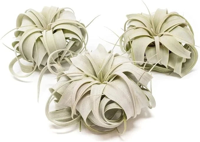 Mini Tillandsia Xerographica Air Plant Value Packs - Easy Indoor/Outdoor Plants Green Plant