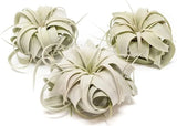 Mini Tillandsia Xerographica Air Plant Value Packs - Easy Indoor/Outdoor Plants Green Plant