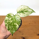 Monstera Mint,to Orchids