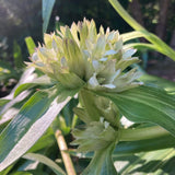 Tibetan Gentian Seeds (Gentiana tibetica) ~Traditional Herb Perennial Garden Garden Plants