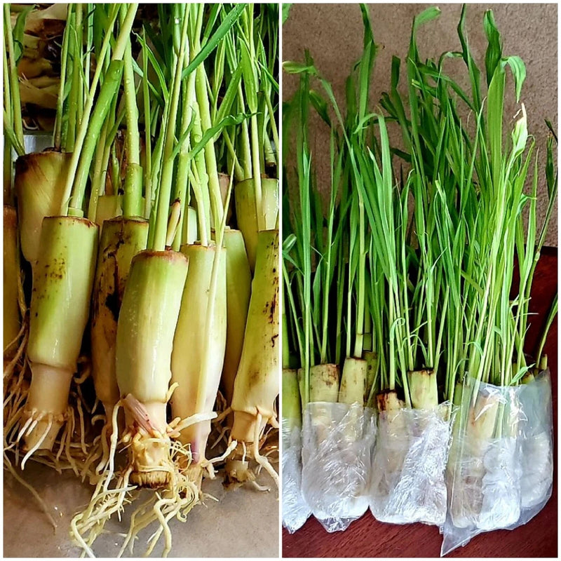 10 Lemongrass  Stalks READY TO PLANT,  Citronella, Very Easy 2 Grow, Cymbopogon Garden Plants