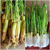 10 Lemongrass  Stalks READY TO PLANT,  Citronella, Very Easy 2 Grow, Cymbopogon Garden Plants