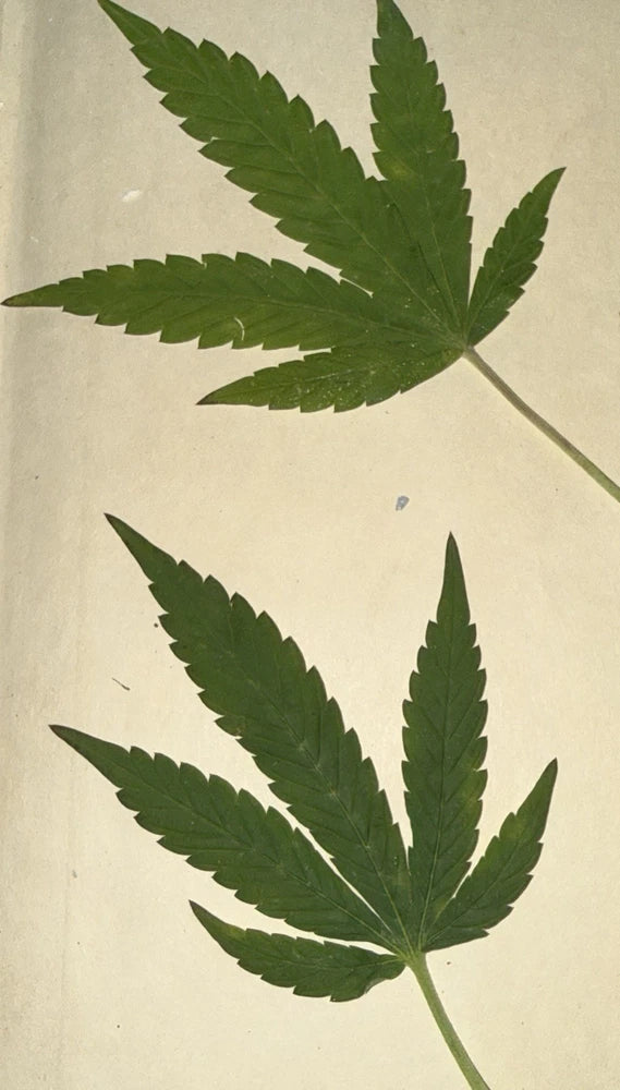 Dried Pressed Hemp Leaves, THC-Free, Botanical Art Supplies Dried Flower