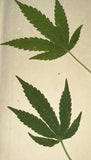 Dried Pressed Hemp Leaves, THC-Free, Botanical Art Supplies Dried Flower