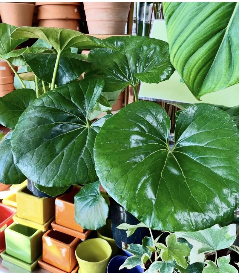 Potted green orchid plant with broad glossy leaves
