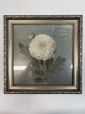 Vintage Botanical Art Chrysanthemum November w/ Real Dried Flower Framed 9.5x9.5 Dried Flower