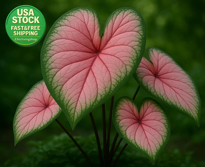 Caladium bulbs with heart-shaped pink leaves and dark green edges, 2-count