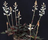 Jewel Orchid Live Plant in 3