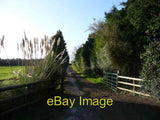 Photo 6x4 Farm entrance at Ballyfad Windswept pampas grass by the gate. c2008 Pampas Grass