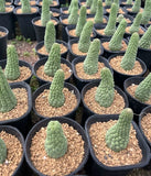 Larryleachia cactiformis cactus plants potted Garden Bonsai Plants 6-8cm Garden Plants