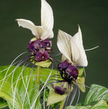 White Tacca Flower Plant Tacca Integrifolia Rare Orchid Black Lily  5-9