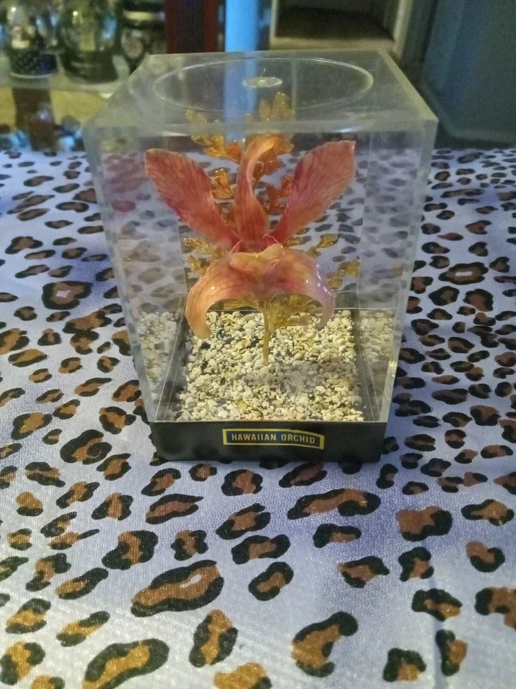 Encased Hawaiian orchid display with orange petals in a clear acrylic case