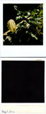 Arum Lily plant w/large bloom outside 05-02-2000 Found Polaroid Photo V0557 Lily