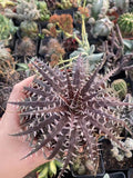 Dyckia goehringii _ macedoi  RareSucculent  Plant Garden DŽcor Boutique Garden Plants