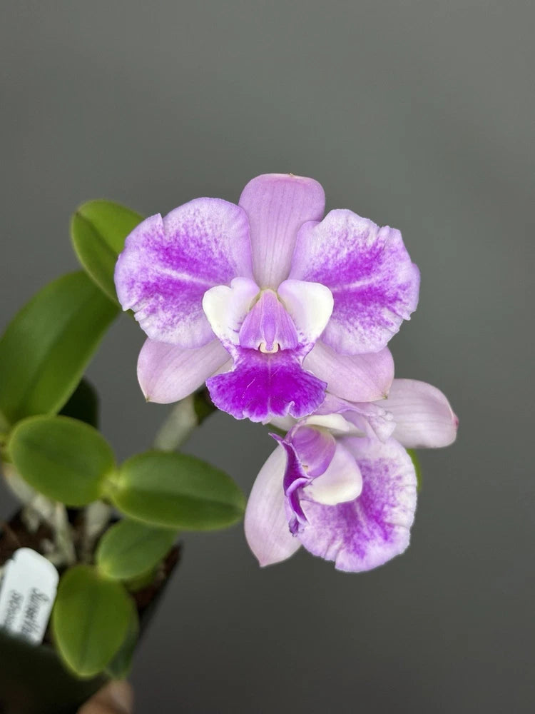 Purple and white orchid bloom with green leaves