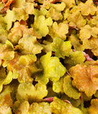 Live CARAMEL HEUCHERA / Coral Bells Plant - [Pint Pot] - Perennial Flowering Plants