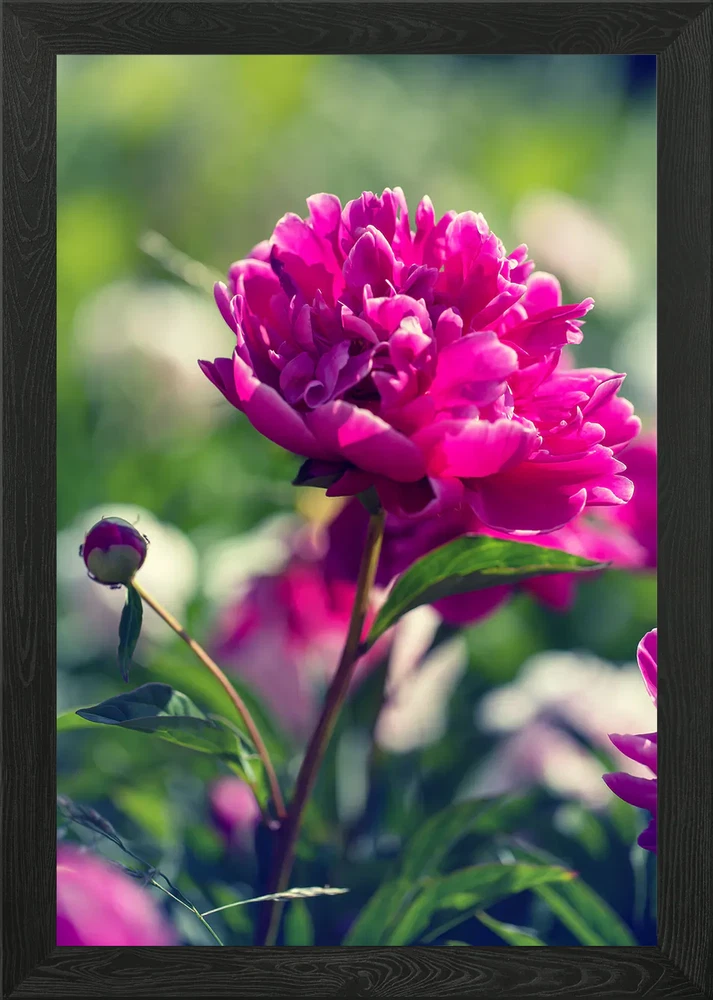 Framed wall art canvas print with close-up pink peony flowers