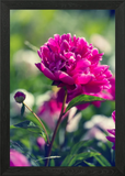 Pink peony flowers, macro Framed Wall Art Poster Canvas Print Picture Peony