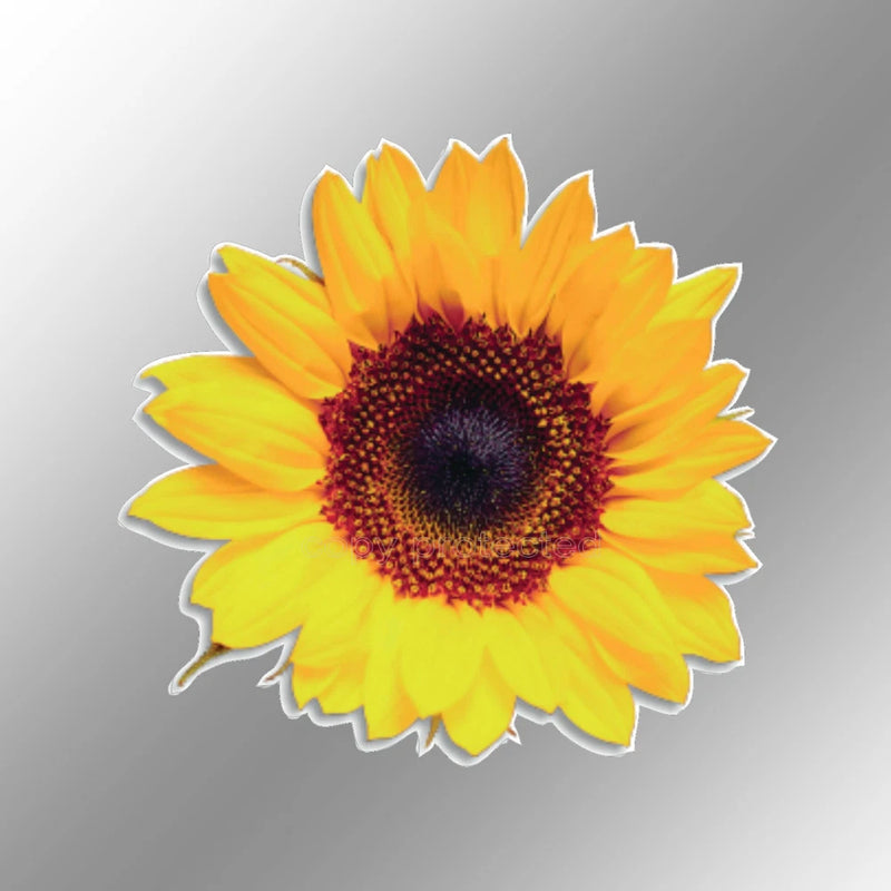 Sunflower vinyl sticker, golden yellow and bright orange petals with dark brown center