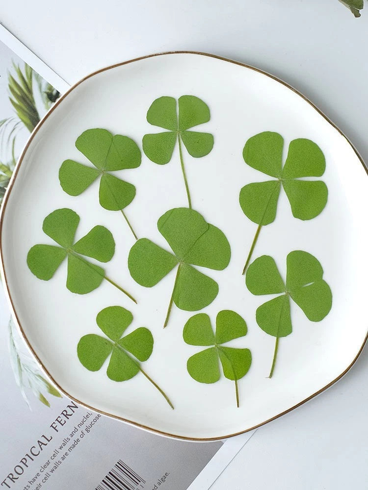 Pressed four-leaf clover dried flowers, green four-leaf clovers on white plate