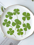 12 Pcs Real Pressed Four Leaf Clover, Dry Pressed Flowers for Resin Craft Dried Flower