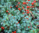 WINTERGREEN CREEPING Gaultheria Procumbens - 250 Bulk Seeds Garden Plants