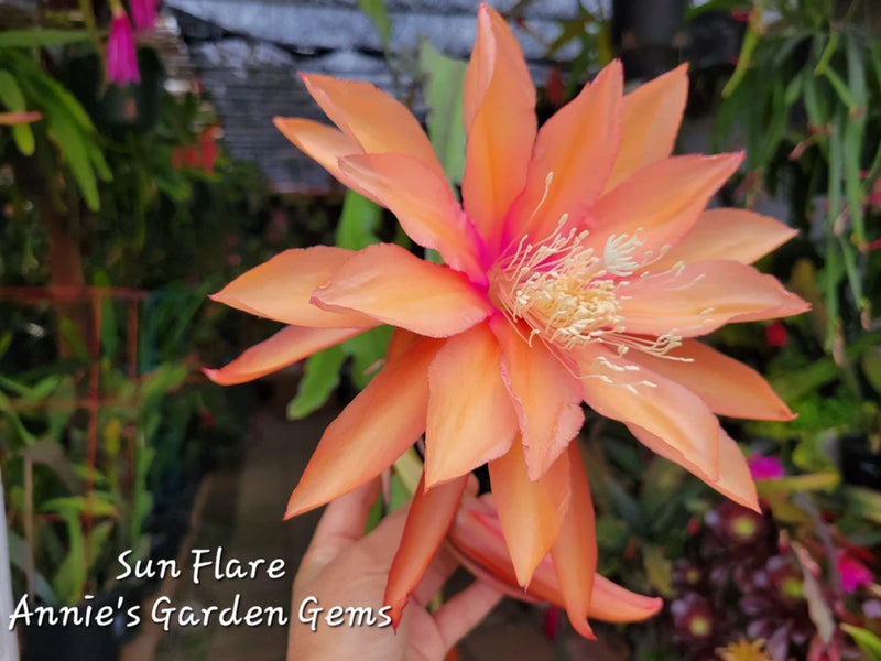 Orange and peach epiphyllum orchid cactus flower with cream stamens