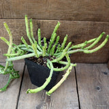 D4512 MONADENIUM ELLENBECKII F. CAULOPODIUM pot14-H30-W38 cm MaMa Cactus Green Plant